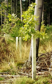 Wuchshülle Tubex Ventex